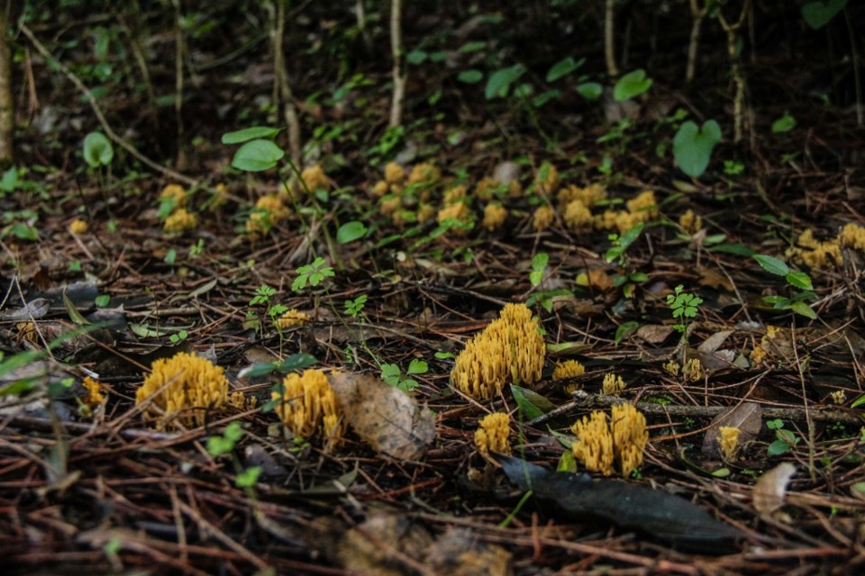 ramaria sp 4.jpg