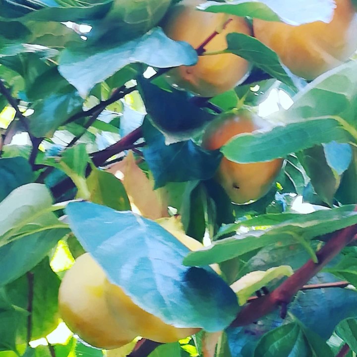 121302213_1839445096195243_8406278450273618610_o.j