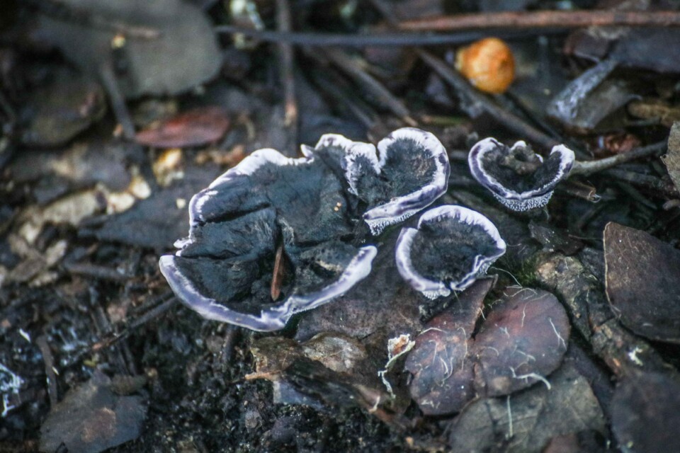 phelodon niger 6.jpg