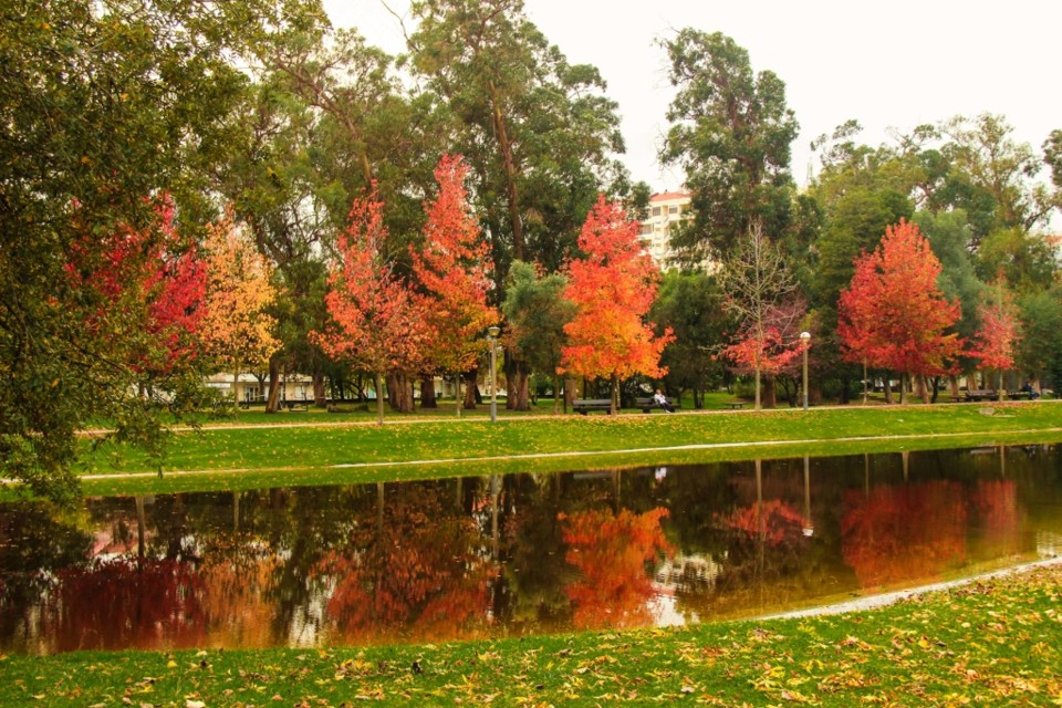 outono quinta das conchas 2.jpg