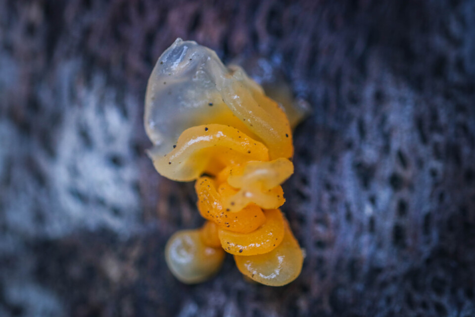 tremella aurantia 7.jpg