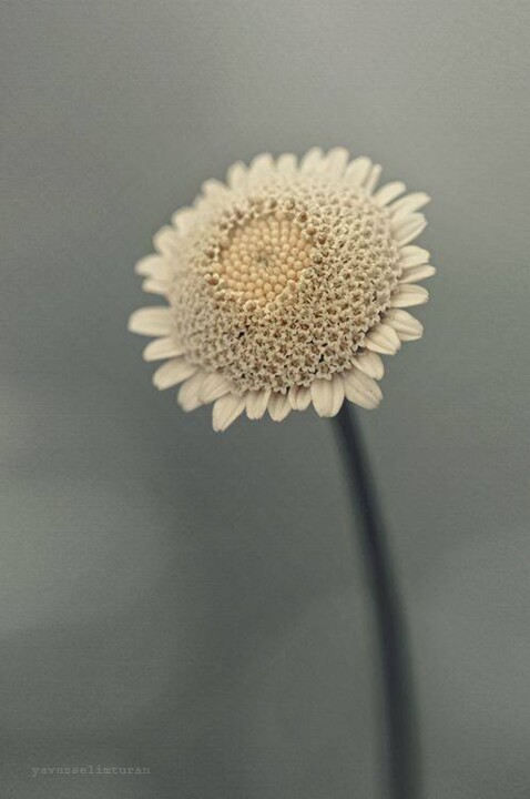 505432823_1259757452186772_5860875594695380408_n.j