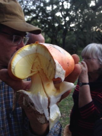 amanita1.jpg