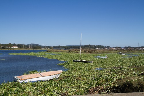 Fão_2.jpg Fão_2.jpg