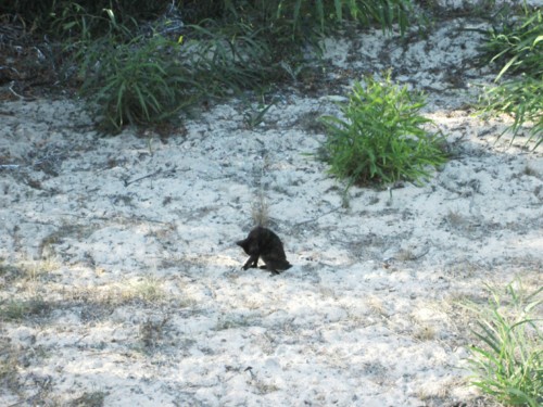 IMG_6208.JPG IMG_6208.JPG