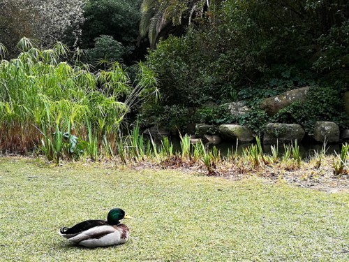 COPYRIGHT O RAPAZ DAS ILHAS COPYRIGHT O RAPAZ DAS ILHAS