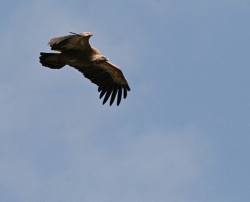 gyps fulvus 12