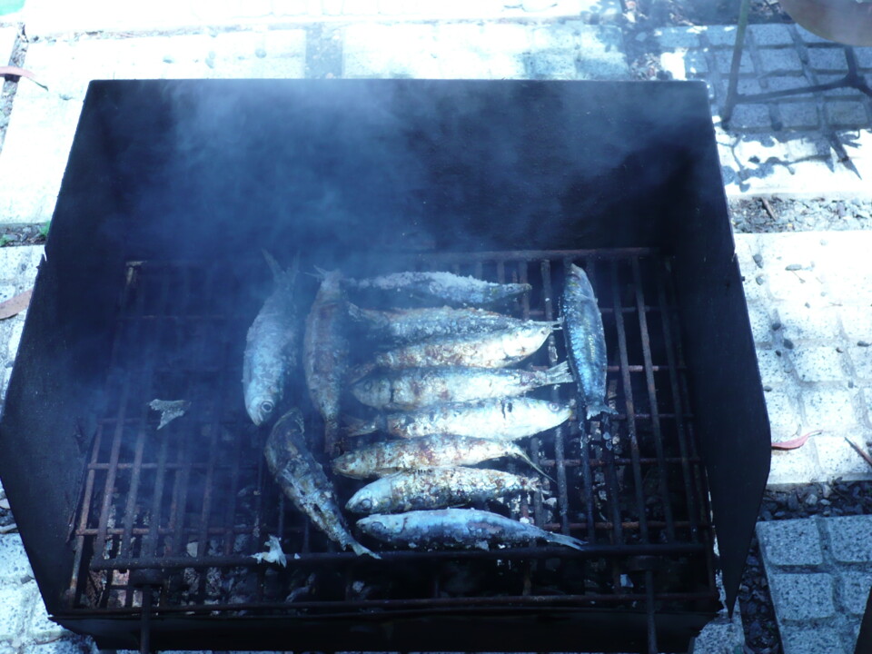 Sardinhas 03.jpg