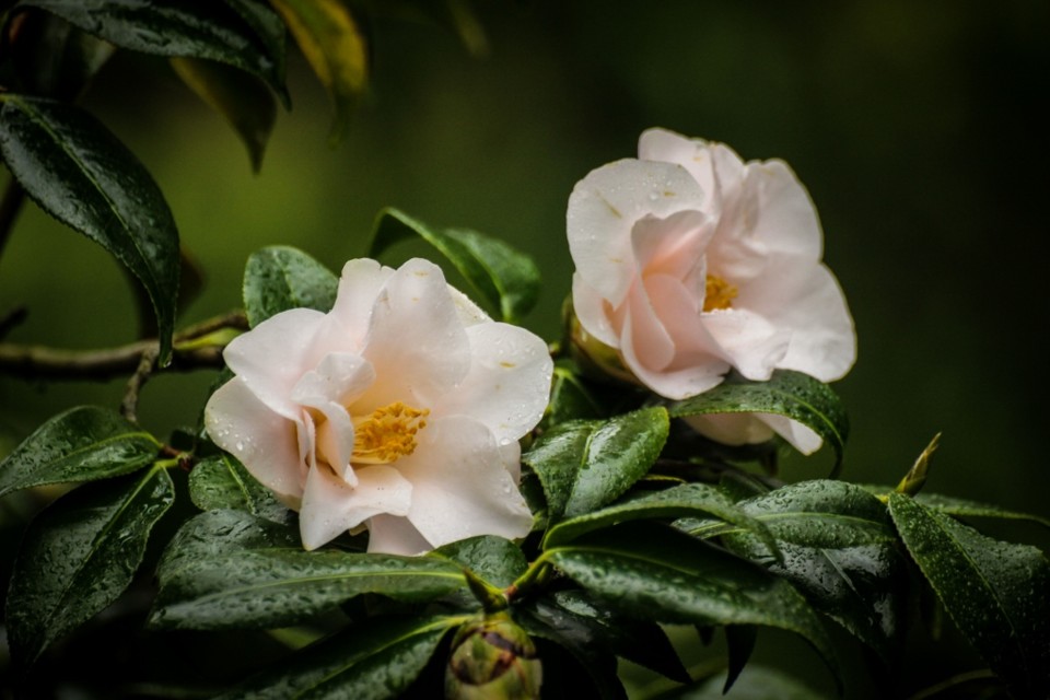 magnolaeflora 3.jpg magnolaeflora 3.jpg