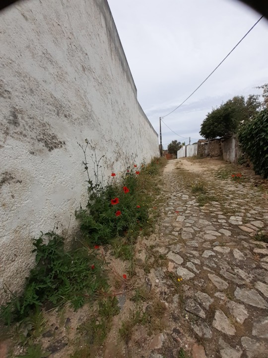 Azinhaga da Atafona em Maio. Foto Original. 2021.05.22.jpg