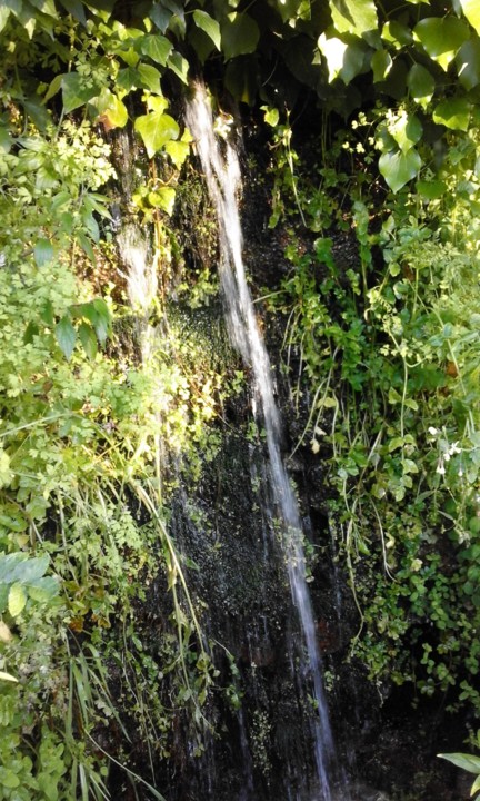 Boi DÁgua. Foto original. 2020. jpg