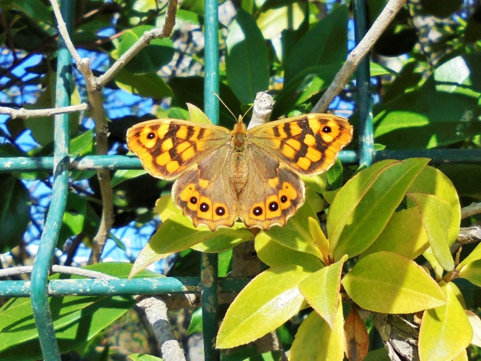 borboleta.JPG