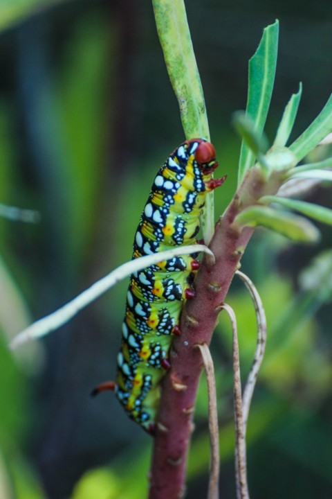 hyles euphorbiae 3.jpg