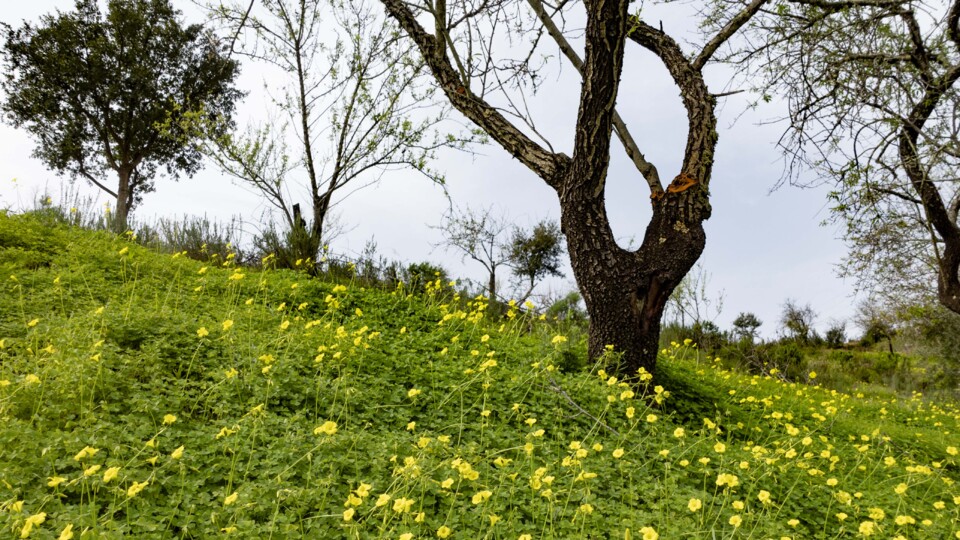 paisagem algarvia.jpg