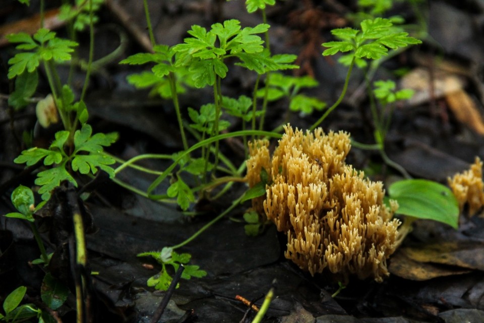 ramaria sp 8.jpg