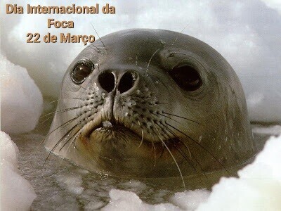 foca.jpeg