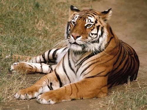 tigre siberiano.jpg