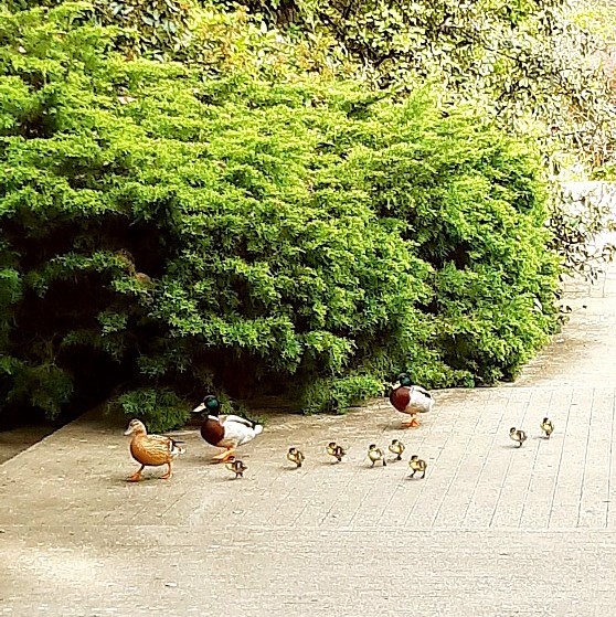 Domingo.jpg Domingo.jpg