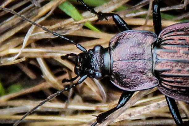 Carabus rugosus 5.jpg