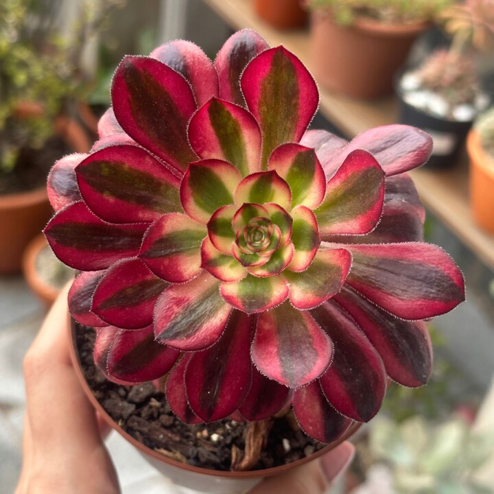 aeonium-chanel.jpeg