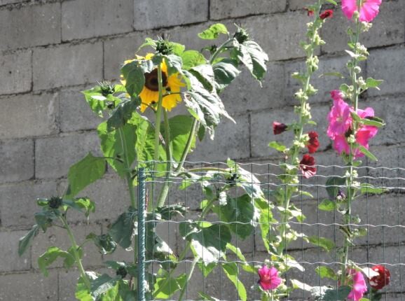 31714432_10212582408221158_5943205298427658240_n.j