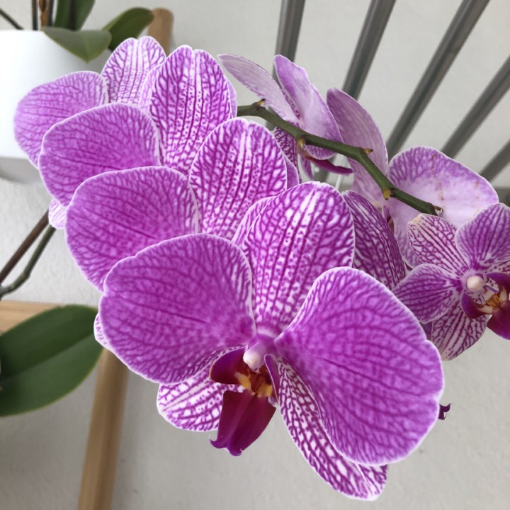 CC64A15A-7CD4-4FE8-87ED-3C3ADEBC6C8E.jpeg CC64A15A-7CD4-4FE8-87ED-3C3ADEBC6C8E.jpeg