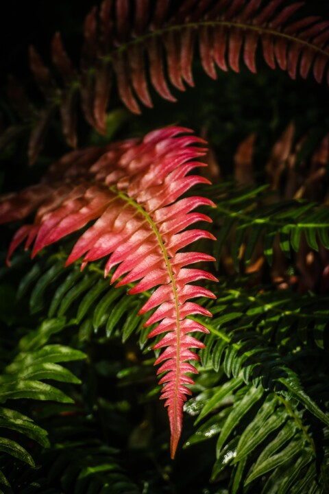 estufa fria dezembro 9.jpg