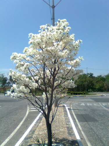 IPÊ BRANCO/AMOR/VIDA/UM  POUCO DE BRANCO NA VIDA