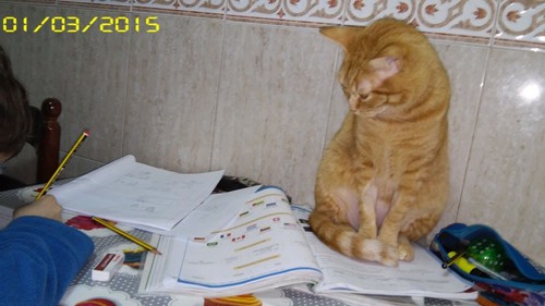 Fazer-TPC3.jpg Fazer-TPC3.jpg