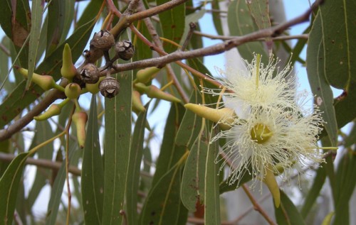1200px-Eucalyptus_tereticornis_flowers,_capsules,_