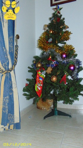 pinheiro-horas-depois.jpg pinheiro-horas-depois.jpg