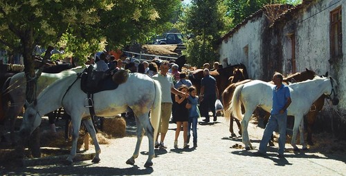 Padornelo Feira dos Tojais 2015 h.jpg