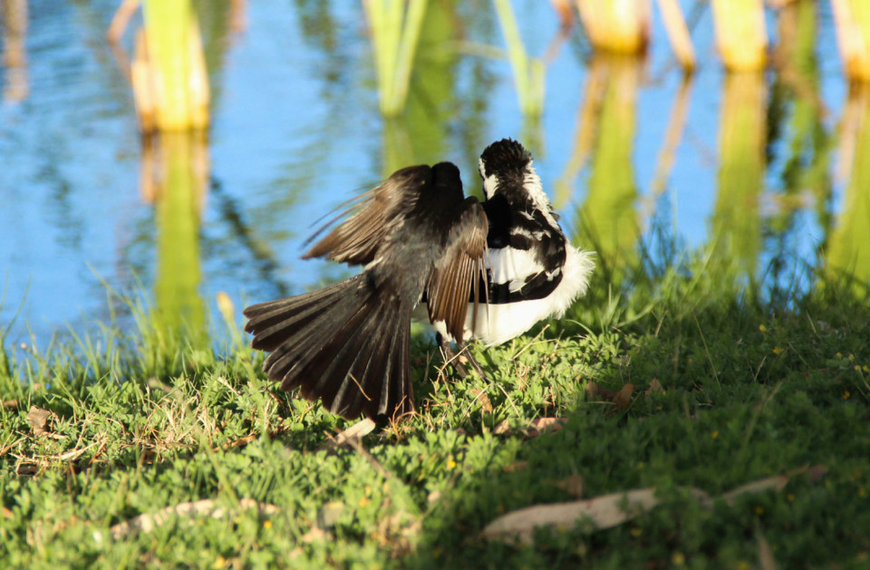 willie wagtail magpie-lark a 10.jpg