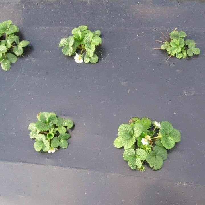 421482966_764264135730999_9133541565276161257_n.jp