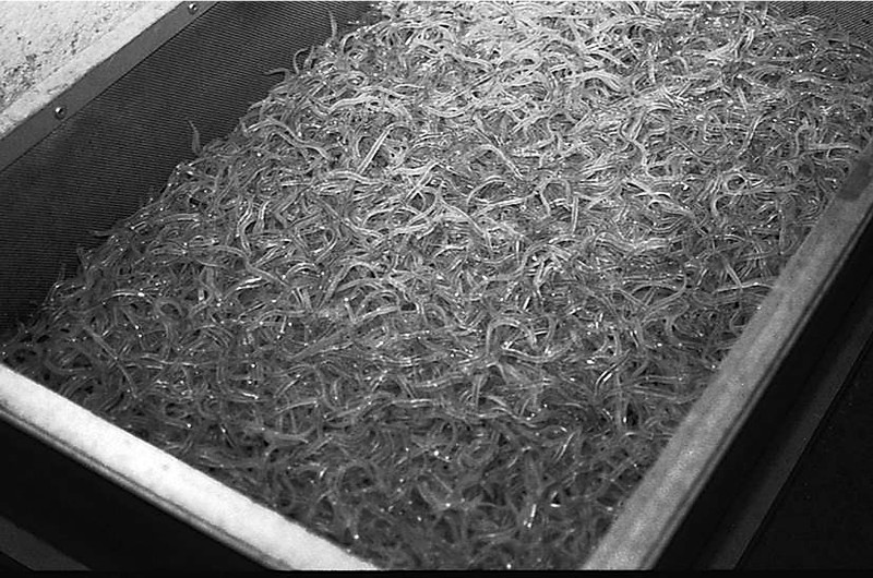 Enguia - Foto de meixões.jpg