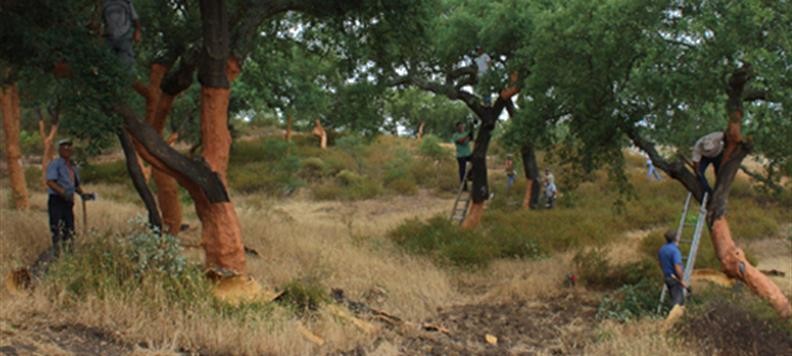 extração de cortiça.jpg