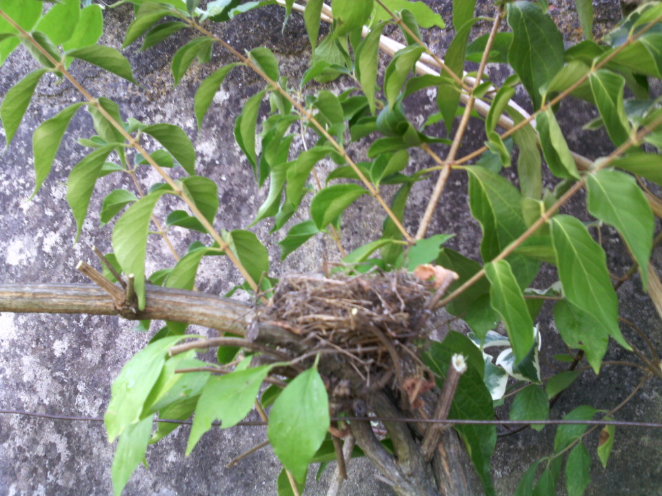 Ninho. Foto original. 2020. 08. jpg Ninho. Foto original. 2020. 08. jpg