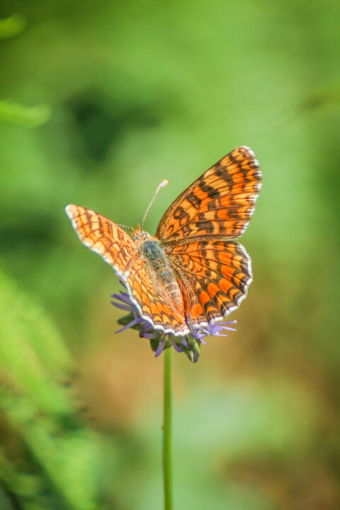 fritilaria variegada 4.jpg