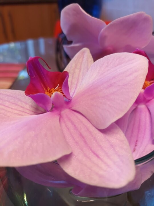 Não me canso disto flor.jpg