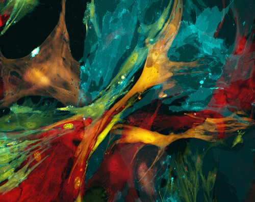 BioArt_2015_Heinz-Baumann-Sean-T_-Glenn-Mary-Kay-E