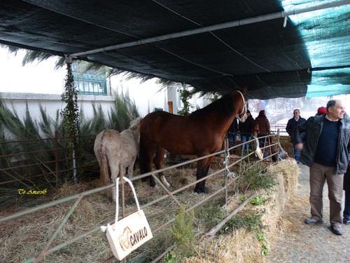 Feira do Queijo Em Seia !!! 034.jpg
