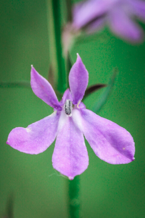 lobelia brava-1.jpg