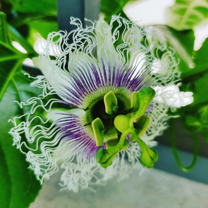 124552907_1865986716874414_8831777859730837660_o.j