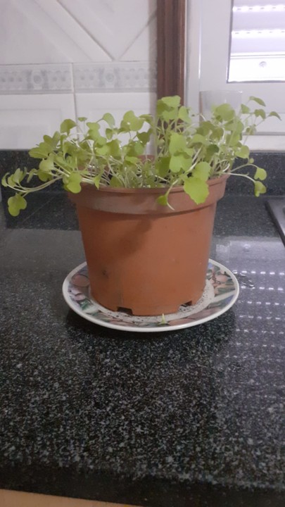 WhatsApp Image 2020-05-28 at 15.56.19.jpeg