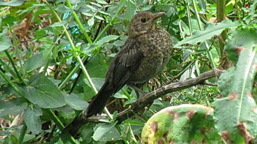 melro1.jpeg melro1.jpeg