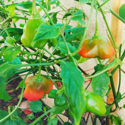 47575676_1258886630917762_6978818666221535232_n.jp