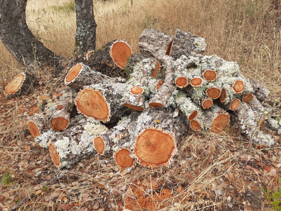 Cortes  sobreiros. Foto Original. 2021.07.06. jpg