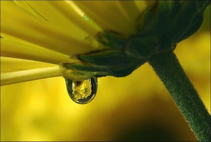 VERSOS DIVERSOS - A FLOR E A NUVEM.jpg