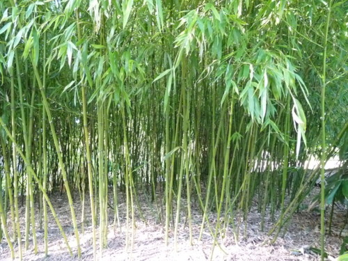 08 Kew Gardens  jardim bambu.JPG