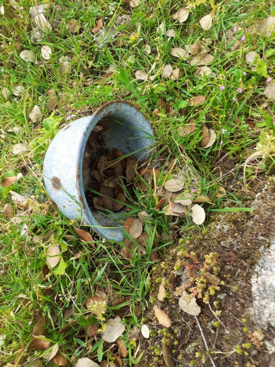 Vaso do Dinheiro. Foto Original. 2021.04.02.jpg